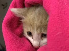 -纳吉亚猫专科动物医院(康都外科中心)