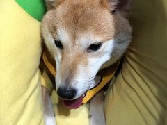 -逗柴咖啡屋·狗咖猫咖宠物桌游