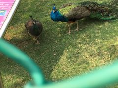 -广东茂名森林公园