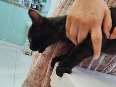 -纳吉亚猫专科动物医院博雅分院