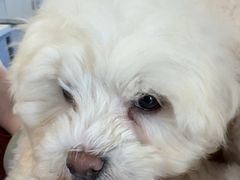 -顺强宠物诊所·狂犬免疫·夜诊·骨科(嘉定店)