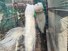 -沈阳鸟岛