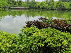 -大屏嶂森林公园