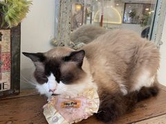 -共舞时光猫咖·狗咖(新街口店)