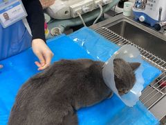 -纳吉亚猫专科动物诊疗中心(蒋宅口分院)