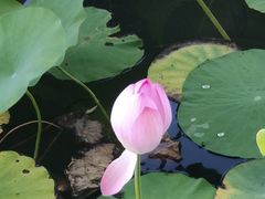 -莲花池公园