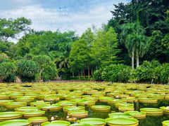 -中国科学院西双版纳热带植物园