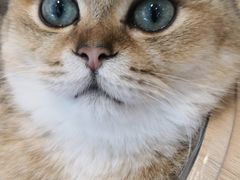 -飞行喵MR PILOT|猫舍·猫咖(静安大融城店)