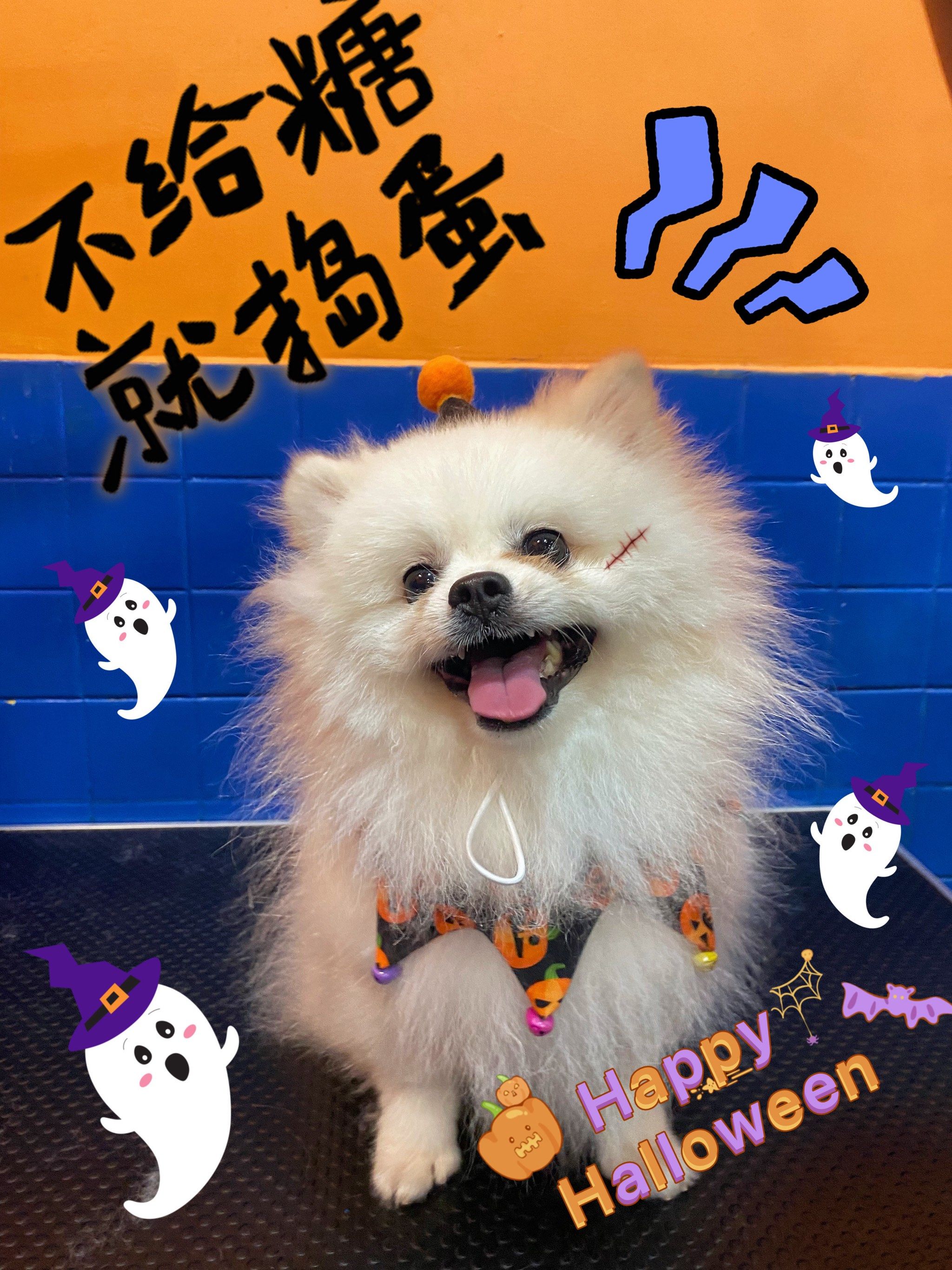 不给捣蛋狗狗我就抢糖