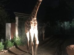 -清迈夜间动物园