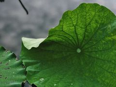 -高子水居