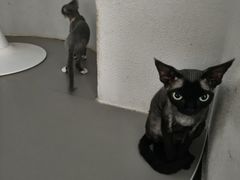 -琪喵猫屋·撸猫猫咖·猫舍