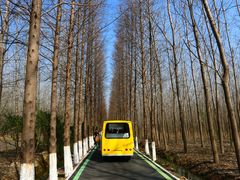 -合肥滨湖国家森林公园