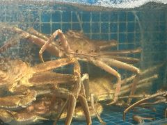 -震海贝烤贝·民俗特色店(延吉总店)