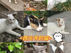 -西园戒幢律寺