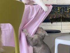 -平行世界·猫咖(首经贸店)