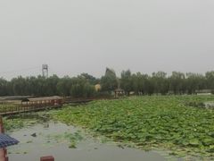 -白洋淀景区