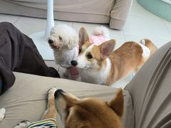 -怪兽屋·羊驼·猫咖·狗咖(俊华广场店)