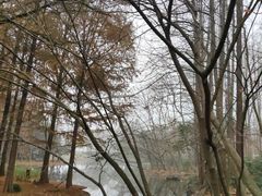 -上海共青森林公园