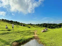 -大姆山草场