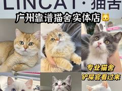 -lincat·猫舍(广州店)
