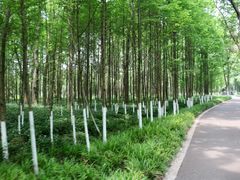 -桤木河湿地公园