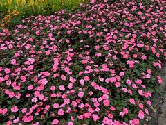 -黑龙江省森林植物园