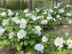 -石家庄市植物园