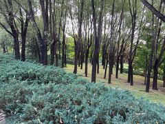-大望京公园