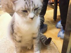 -万小咖.猫咖(中山路天虹店)