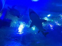 -成都浩海立方海洋公园