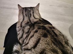-猫儿山۰猫主题餐厅