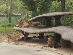 -北京野生动物园