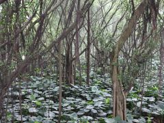 -大湾区中央湿地公园