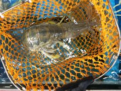 -大东海海鲜酒楼(渔人码头总店)