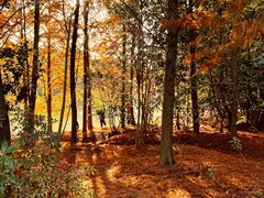 -上海海湾国家森林公园