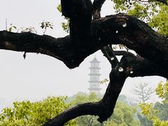 -江心屿景区