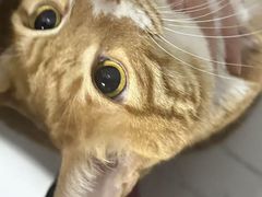 -宠颐生宠物医院·骨外科·犬猫全科诊疗中心(池州店)