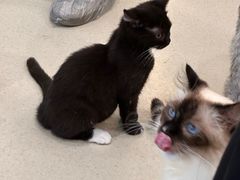 -共舞时光猫咖·狗咖(新街口店)