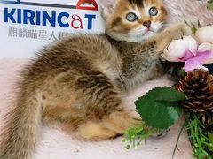 -十年猫舍·猫咪专门店(普陀店)