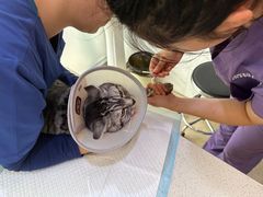 -萌兽医馆·宠物医院·猫骨科(创景店)