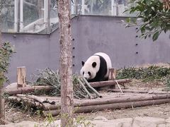 -成都大熊猫繁育研究基地