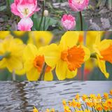 杭州小众赏花地——南江公园