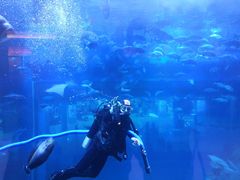 -迪拜水族馆及水下动物园
