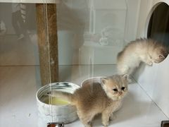 -十月米努特矮脚猫舍