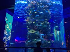 -芜湖新华联大白鲸海洋公园