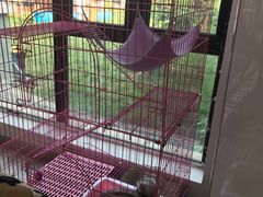 -翊宠yipet猫狗购宠庄园犬舍•猫舍