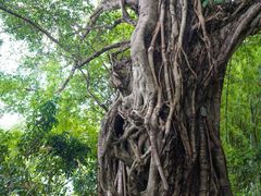 -苏家围·东江画廊旅游景区