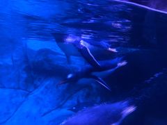 -暹罗海洋世界