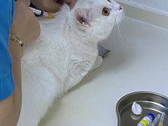 -关爱宠物医院·猫科中心·消化科(滨湖万达分院)